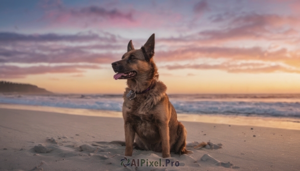 outdoors, sky, tongue, cloud, tongue out, collar, no humans, animal, beach, sunset, dog, realistic, sand, animal focus