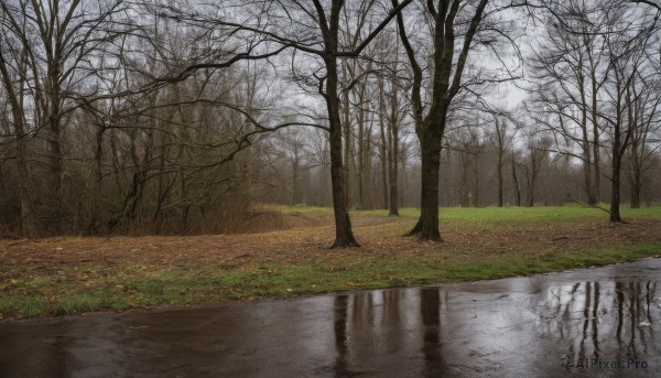 outdoors,sky,day,water,tree,no humans,grass,nature,scenery,forest,reflection,road,bare tree,river,fog,path,cloud,landscape,lake,puddle,reflective water