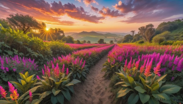 flower, outdoors, sky, cloud, tree, no humans, cloudy sky, grass, plant, nature, scenery, sunset, mountain, sun, road, field, landscape, path