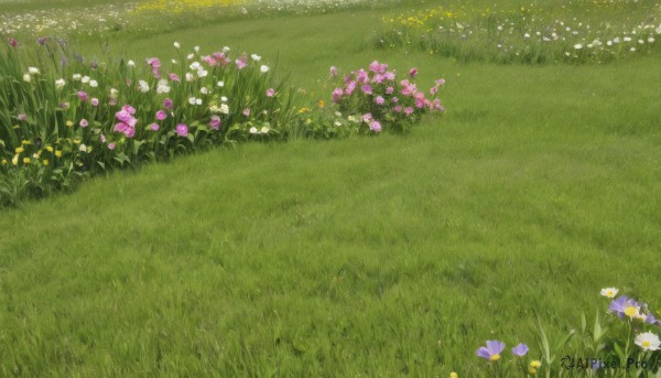 flower,outdoors,day,no humans,grass,white flower,nature,scenery,pink flower,yellow flower,purple flower,field,flower field,from above,plant,blue flower