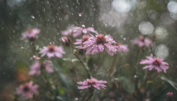 The timeless beauty of a unique subject in a bold rainy outdoors