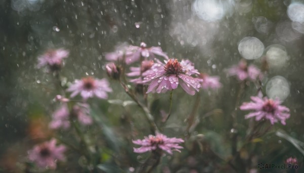 flower, outdoors, blurry, no humans, depth of field, cherry blossoms, scenery, pink flower, rain, water drop, branch, still life