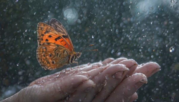 bug, butterfly, out of frame, water drop, snowing, realistic, butterfly wings