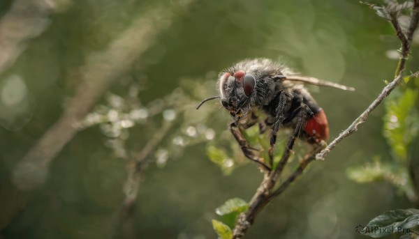 solo, outdoors, blurry, tree, no humans, depth of field, blurry background, animal, leaf, bug, nature, realistic, branch