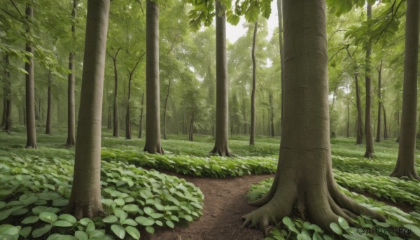 outdoors,day,tree,dutch angle,no humans,leaf,sunlight,grass,plant,nature,scenery,forest,road,bush,green theme,path,landscape