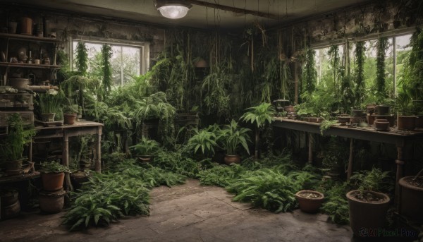 day,indoors,tree,no humans,window,table,sunlight,bottle,plant,scenery,potted plant,vines,shelf,overgrown