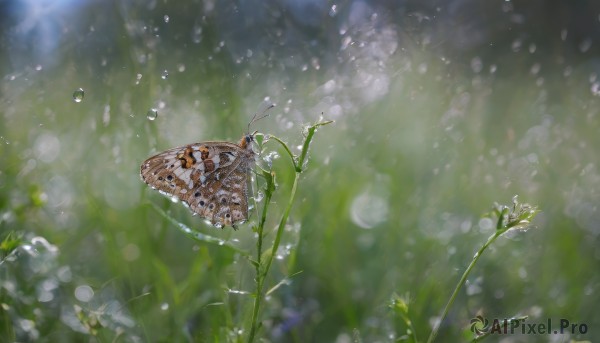 flower,outdoors,day,blurry,no humans,depth of field,blurry background,grass,bug,plant,nature,scenery,rain,water drop,antennae,still life,wings,artist name,signature,animal,leaf,from above,realistic,bokeh