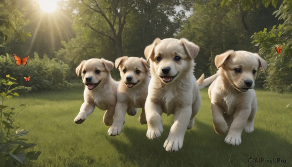 open mouth,blue eyes,outdoors,day,tongue,tongue out,tree,no humans,animal,sunlight,grass,bug,plant,butterfly,nature,scenery,forest,running,dog,realistic,sun,animal focus,looking at viewer,light rays