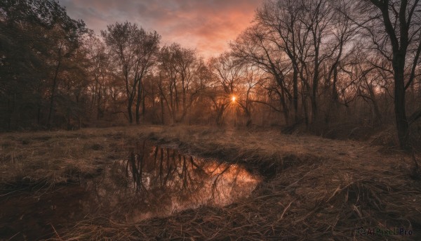 outdoors,sky,cloud,tree,no humans,cloudy sky,grass,nature,scenery,forest,reflection,sunset,sun,road,bare tree,landscape,path,red sky,sunlight,plant