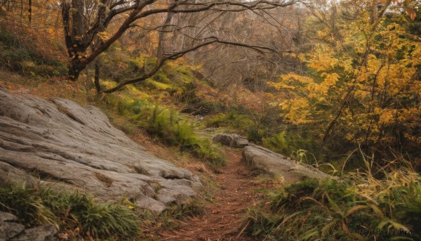 outdoors,day,tree,no humans,leaf,traditional media,sunlight,grass,plant,nature,scenery,forest,rock,autumn leaves,bare tree,river,autumn,path,landscape