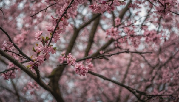 flower, outdoors, day, blurry, tree, no humans, depth of field, blurry background, cherry blossoms, scenery, branch, spring (season)