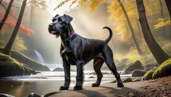 A refreshing image of a dog in day