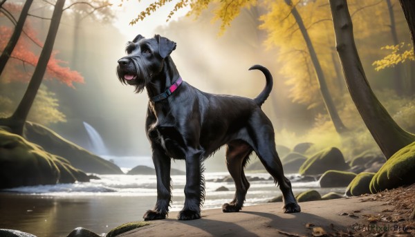 HQ,solo,standing,full body,outdoors,day,signature,water,collar,tree,no humans,animal,leaf,sunlight,nature,scenery,forest,dog,light rays,rock,realistic,autumn leaves,animal focus,autumn,stream,open mouth,tongue,fangs,animal collar