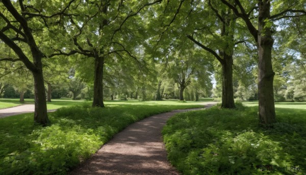 outdoors,day,tree,no humans,shadow,sunlight,grass,nature,scenery,forest,road,bush,dappled sunlight,path,sky,blue sky,plant,landscape