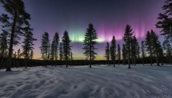 outdoors,sky,cloud,tree,no humans,night,star (sky),nature,night sky,scenery,snow,forest,starry sky,road,winter,bare tree,path,purple sky,pine tree,aurora,water