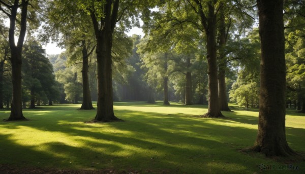 outdoors,day,tree,no humans,sunlight,grass,nature,scenery,forest,road,bush,shade,dappled sunlight,path,sky,shadow,landscape,tree shade