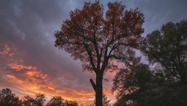 outdoors,sky,cloud,tree,blue sky,no humans,sunlight,cloudy sky,nature,scenery,forest,sunset,twilight,evening,gradient sky,orange sky,landscape