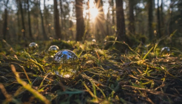 outdoors, day, blurry, tree, no humans, depth of field, sunlight, grass, plant, nature, scenery, forest, light rays