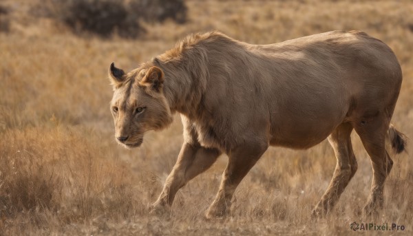 solo,full body,outdoors,horns,signature,blurry,from side,no humans,depth of field,blurry background,animal,grass,running,realistic,animal focus,boar