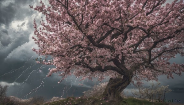 outdoors, sky, cloud, tree, no humans, cloudy sky, grass, cherry blossoms, scenery, lightning, landscape