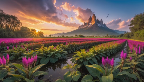 flower, outdoors, sky, cloud, tree, no humans, bird, cloudy sky, grass, nature, scenery, sunset, mountain, sun, field, landscape, mountainous horizon