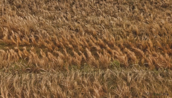 outdoors,no humans,traditional media,grass,nature,scenery,painting (medium),field,from above,watercolor (medium),colored pencil (medium),too many,wheat