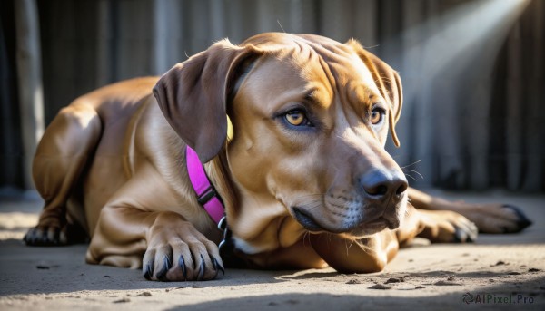 The beauty of a dog set in a calm day