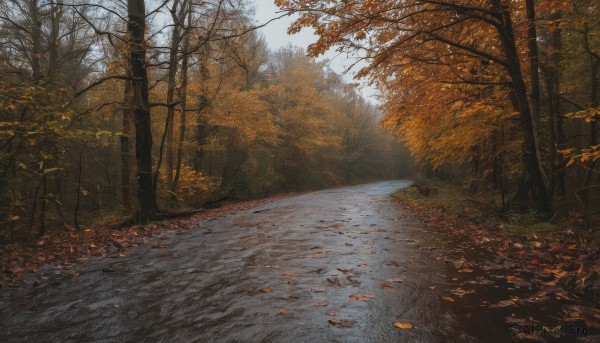 outdoors,day,tree,no humans,leaf,sunlight,grass,nature,scenery,forest,road,autumn leaves,maple leaf,autumn,path,pavement,sky,realistic,bare tree,landscape