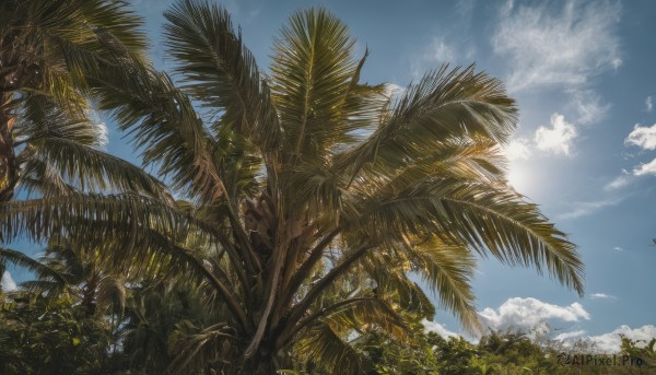 outdoors,sky,day,cloud,tree,blue sky,no humans,bird,sunlight,cloudy sky,plant,nature,scenery,palm tree,sun,signature,leaf,grass,forest,aircraft,contrail