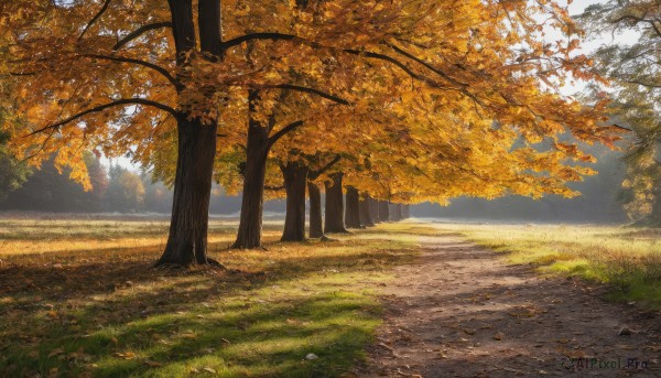 outdoors,sky,day,tree,no humans,leaf,sunlight,grass,nature,scenery,forest,road,autumn leaves,dappled sunlight,autumn,path,landscape