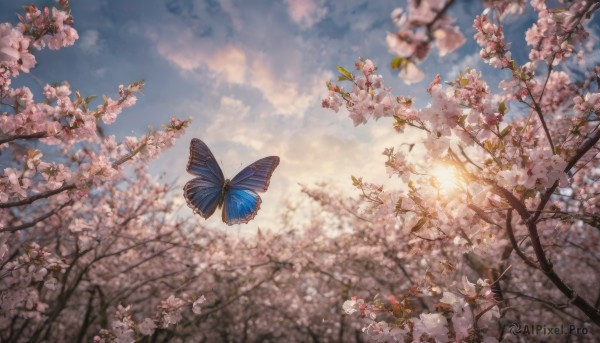 flower, outdoors, sky, day, cloud, blurry, tree, blue sky, no humans, depth of field, sunlight, bug, cherry blossoms, butterfly, scenery, sunset, branch, spring (season)