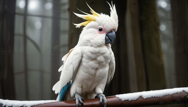 HQ,solo,blush,blue eyes,closed mouth,standing,wings,indoors,blurry,black eyes,pokemon (creature),no humans,window,blurry background,bird,animal,feathers,realistic,animal focus,talons,beak,looking at viewer,signature,snow