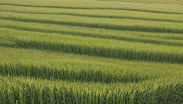 outdoors,sky,day,no humans,grass,nature,scenery,field,green theme,plant,road