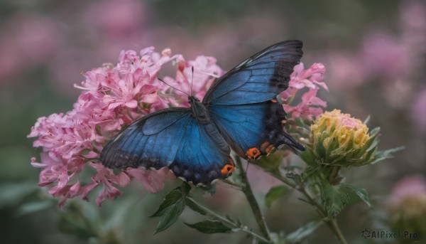 flower, wings, blurry, no humans, depth of field, blurry background, animal, leaf, bug, plant, butterfly, pink flower, realistic, yellow flower, butterfly wings