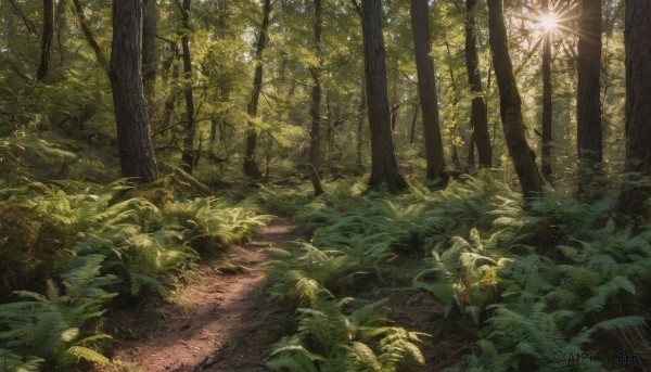 outdoors, day, tree, no humans, leaf, sunlight, grass, plant, nature, scenery, forest, light rays, path