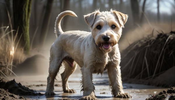 HQ,solo,looking at viewer,open mouth,blue eyes,tail,full body,outdoors,day,tongue,artist name,signature,tongue out,blurry,tree,no humans,depth of field,blurry background,animal,sunlight,nature,forest,dog,realistic,animal focus,standing,water,fangs,claws