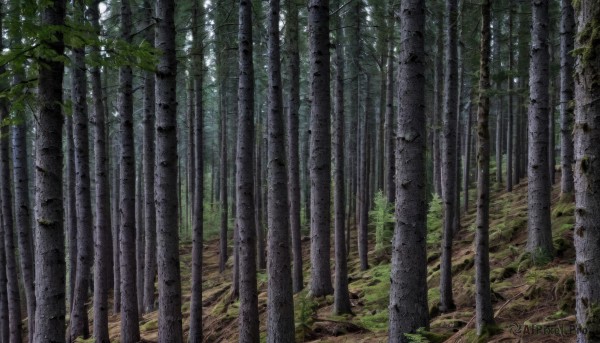 outdoors,day,tree,dutch angle,no humans,traditional media,sunlight,grass,nature,scenery,forest,road,bamboo,bamboo forest,path,plant,rock,dappled sunlight,landscape