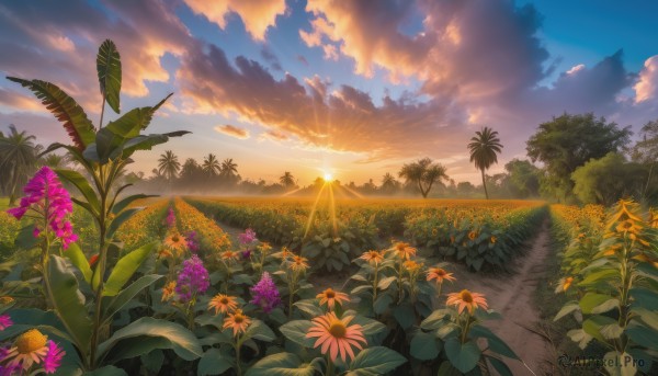 flower, outdoors, sky, cloud, tree, no humans, sunlight, cloudy sky, grass, plant, nature, scenery, sunset, sun, field