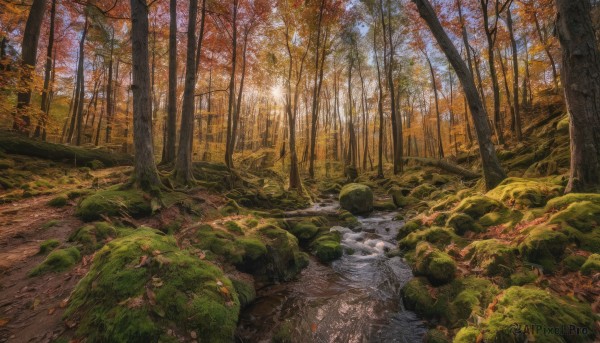 outdoors, day, tree, dutch angle, no humans, leaf, sunlight, nature, scenery, forest, rock, road, autumn leaves, river, autumn, landscape, path, stream