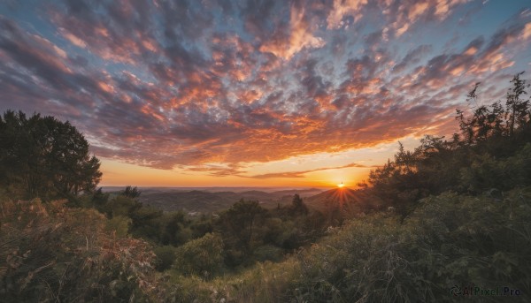 outdoors,sky,cloud,tree,no humans,sunlight,cloudy sky,grass,nature,scenery,forest,sunset,mountain,sun,horizon,evening,landscape,gradient sky,orange sky,bird,ocean,field