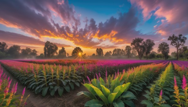 flower, outdoors, sky, cloud, tree, no humans, cloudy sky, grass, plant, nature, scenery, sunset, mountain, sun, field, landscape