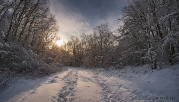 outdoors,sky,day,cloud,tree,no humans,sunlight,cloudy sky,nature,scenery,snow,forest,sunset,sun,winter,skeleton,bare tree,landscape,sunrise,footprints,pine tree,road