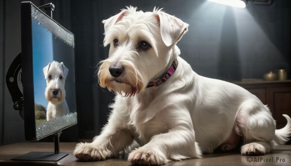 HQ,full body,tongue,indoors,tongue out,black eyes,collar,no humans,animal,claws,reflection,dog,mirror,realistic,animal focus,animal collar,puppy,brown eyes,lying,on stomach,lamp