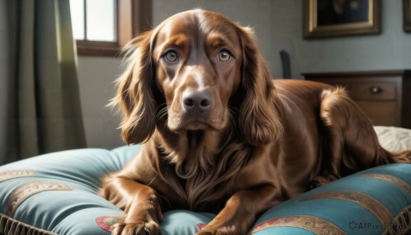 HQ,solo,looking at viewer,brown eyes,lying,day,indoors,pillow,no humans,window,bed,animal,curtains,dog,realistic,animal focus,whiskers,painting (object),yellow eyes,blurry,on bed,sunlight,bedroom