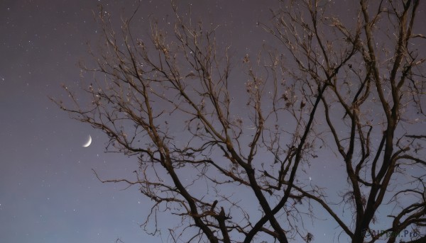 outdoors,sky,cloud,tree,no humans,night,moon,star (sky),night sky,scenery,snow,starry sky,branch,crescent moon,bare tree,blue sky