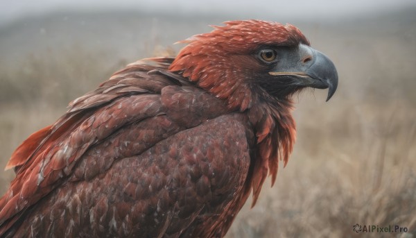 solo,looking at viewer,brown eyes,closed mouth,yellow eyes,upper body,outdoors,wings,blurry,from side,no humans,depth of field,blurry background,bird,animal,feathers,realistic,animal focus,beak