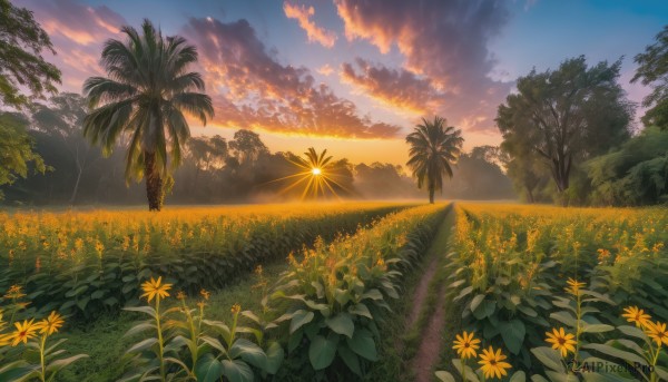 flower, outdoors, sky, cloud, tree, no humans, sunlight, cloudy sky, grass, plant, nature, scenery, sunset, yellow flower, sun, field