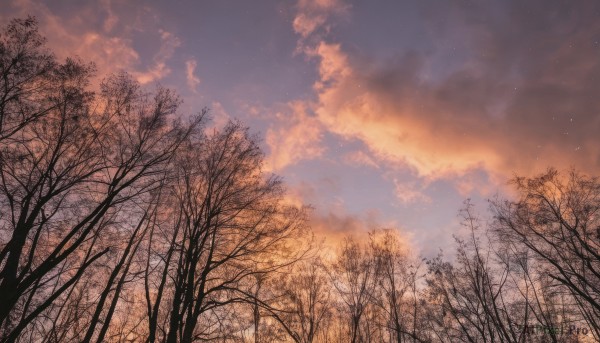 outdoors,sky,cloud,tree,blue sky,no humans,cloudy sky,star (sky),nature,scenery,forest,starry sky,sunset,bare tree,twilight,evening,gradient sky,orange sky,bird