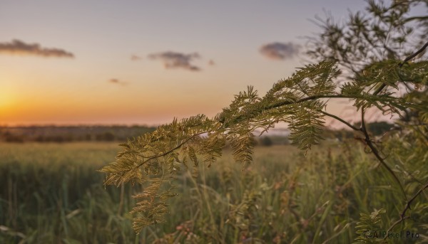 outdoors,sky,cloud,blurry,tree,blue sky,no humans,depth of field,cloudy sky,grass,plant,nature,scenery,sunset,branch,field,evening,landscape,gradient sky,leaf,sun,horizon,orange sky