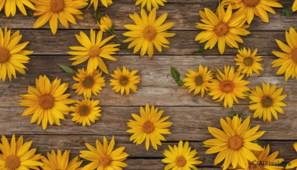 flower,outdoors,day,no humans,leaf,plant,scenery,wooden floor,yellow flower,sunflower,field,still life,from above,road,stone floor